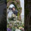 ロンドンの初夏が最高すぎ☀️    　　花と寿司とピクニック