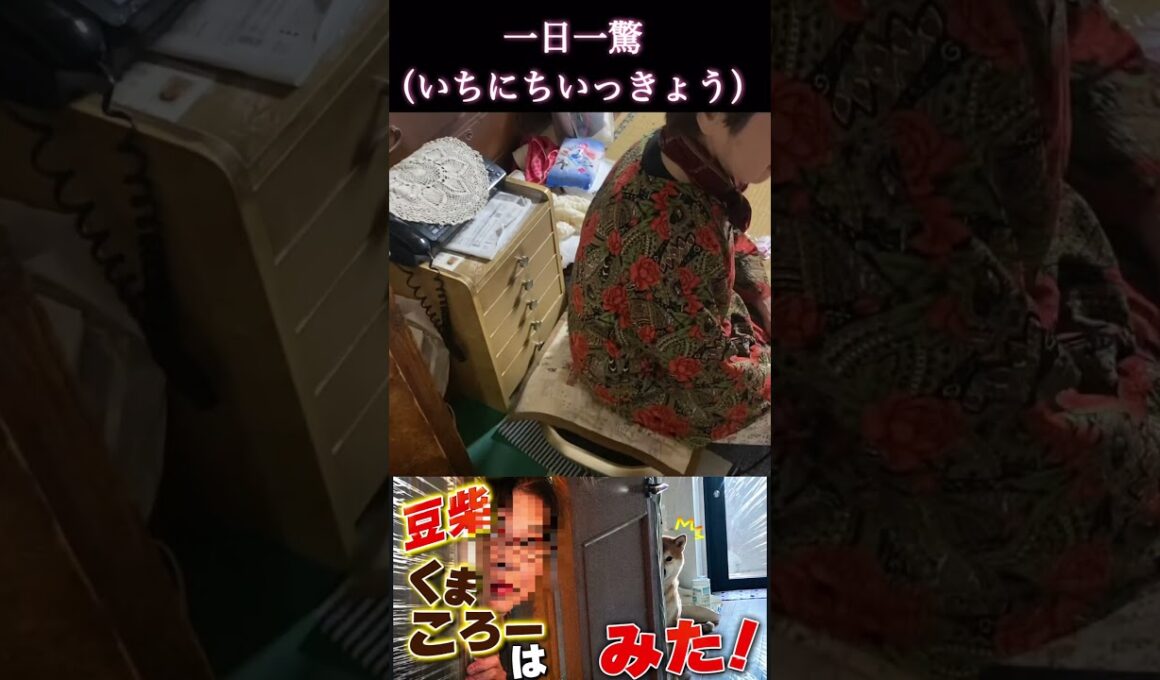 #くまころー飼い主#柴犬 　#くまころー　#ポイポイポー君三世　#犬好きと繋がりたい