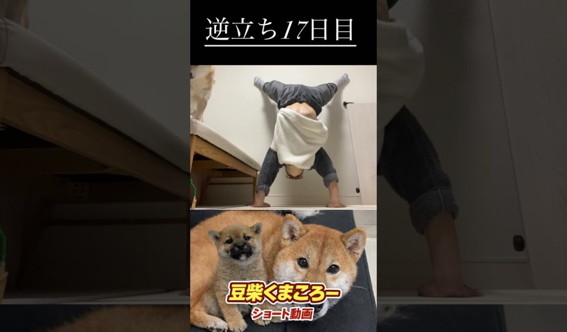 #柴犬 　#くまころー　#ポイポイポー君三世　#犬好きと繋がりたい