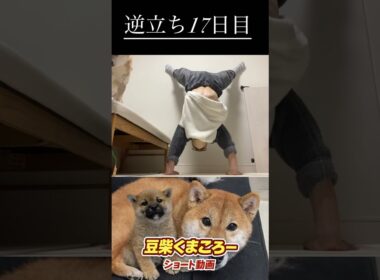 #柴犬 　#くまころー　#ポイポイポー君三世　#犬好きと繋がりたい