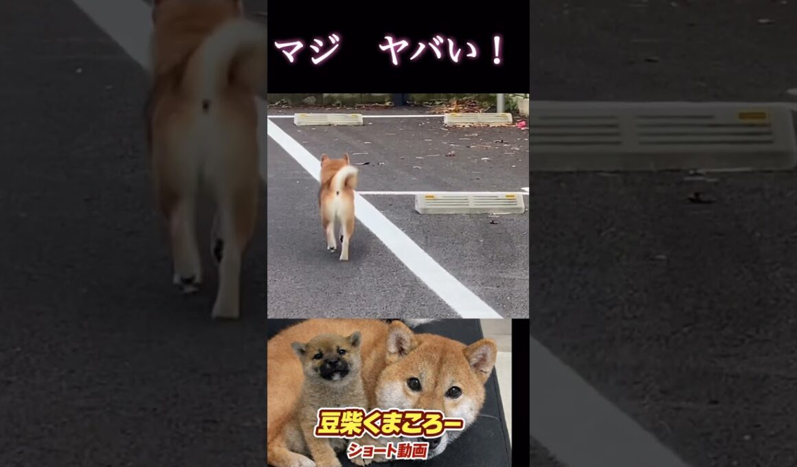 出ちゃったよ〜#柴犬 　#くまころー　#ポイポイポー君三世　#犬好きと繋がりたい