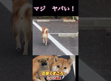 出ちゃったよ〜#柴犬 　#くまころー　#ポイポイポー君三世　#犬好きと繋がりたい