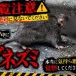 【孤独の56歳】    【警告】本当に苦手な人は見ないでください