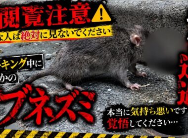 【孤独の56歳】    【警告】本当に苦手な人は見ないでください