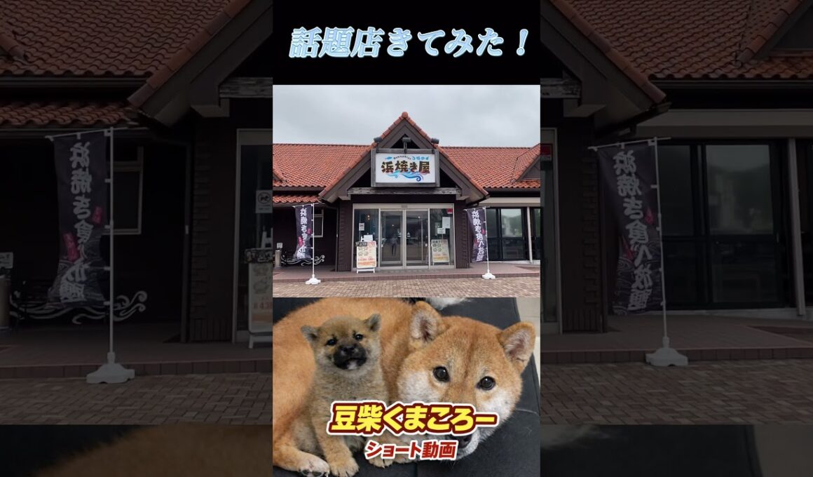 #柴犬 　#くまころー　#ポイポイポー君三世　#犬好きと繋がりたい