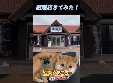 #柴犬 　#くまころー　#ポイポイポー君三世　#犬好きと繋がりたい