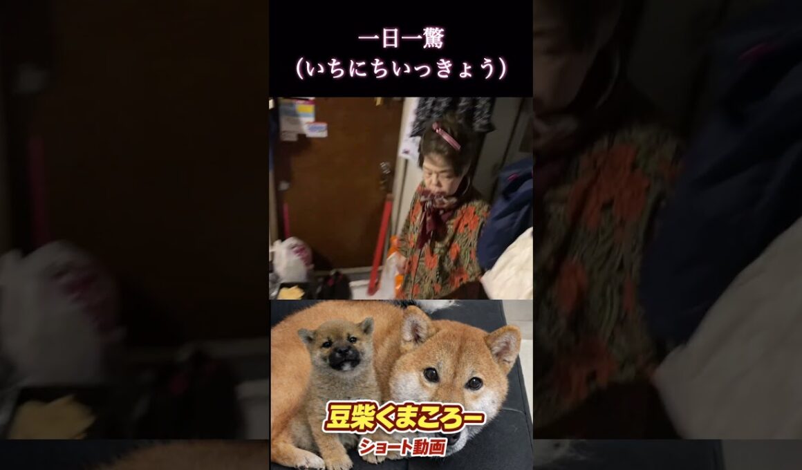 豆柴飼い主　#柴犬 　#くまころー　#ポイポイポー君三世　#犬好きと繋がりたい