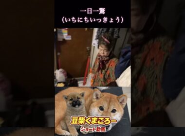 豆柴飼い主　#柴犬 　#くまころー　#ポイポイポー君三世　#犬好きと繋がりたい