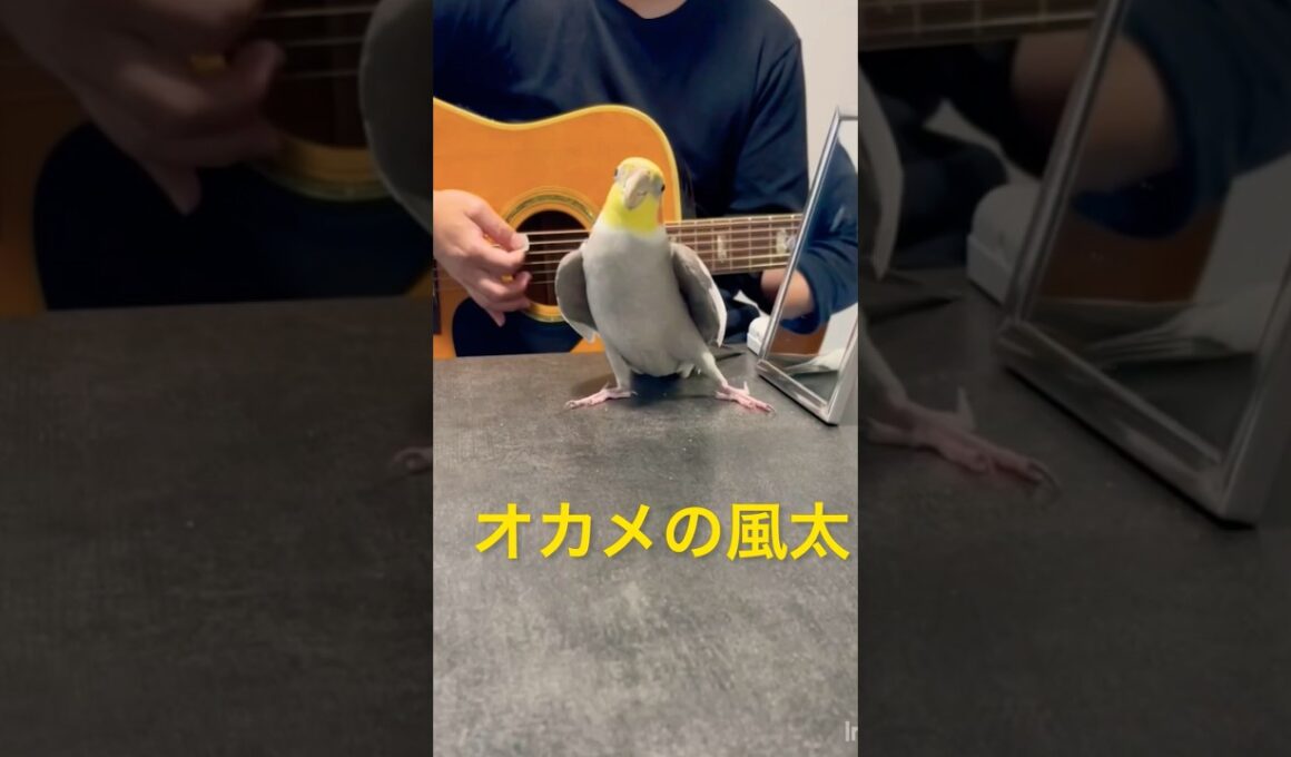 ミッキーマウスマーチを歌いながらドヤ顔をキメるオカメインコの風太くん♪ギターの音ズレご勘弁を🙇‍♂️