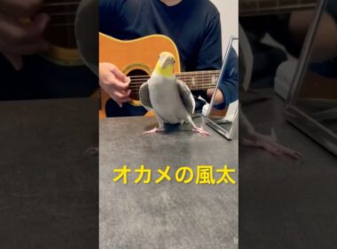 ミッキーマウスマーチを歌いながらドヤ顔をキメるオカメインコの風太くん♪ギターの音ズレご勘弁を🙇‍♂️