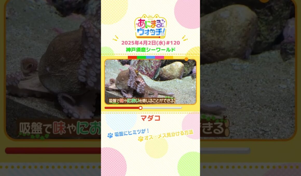 オス・メス見分ける方法！「マダコ」兵庫「神戸須磨シーワールド」　#shorts #読売テレビニュース #すまたん ＃あにまるウォッチ #動物
