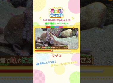 オス・メス見分ける方法！「マダコ」兵庫「神戸須磨シーワールド」　#shorts #読売テレビニュース #すまたん ＃あにまるウォッチ #動物