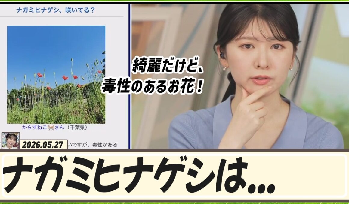 【駒木結衣】 ナガミヒナゲシは綺麗だけど、毒性のあるお花！気をつけましょう。触っちゃダメ！