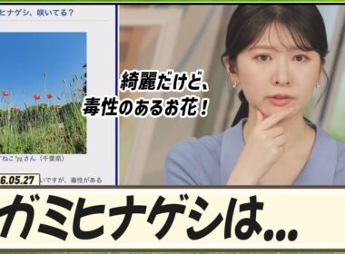 【駒木結衣】 ナガミヒナゲシは綺麗だけど、毒性のあるお花！気をつけましょう。触っちゃダメ！