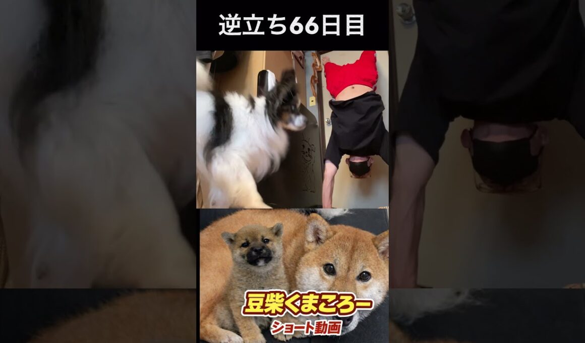 #豆柴飼い主逆立ち66日目#柴犬 　#くまころー　#ポイポイポー君三世　#犬好きと繋がりたい