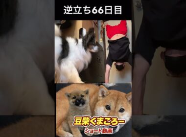 #豆柴飼い主逆立ち66日目#柴犬 　#くまころー　#ポイポイポー君三世　#犬好きと繋がりたい