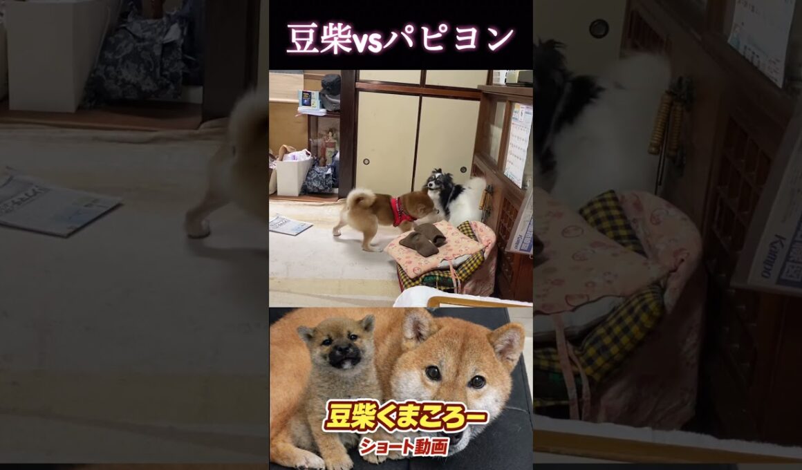 #いい加減にしなさい#柴犬 　#くまころー　#ポイポイポー君三世　#犬好きと繋がりたい