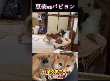 #いい加減にしなさい#柴犬 　#くまころー　#ポイポイポー君三世　#犬好きと繋がりたい