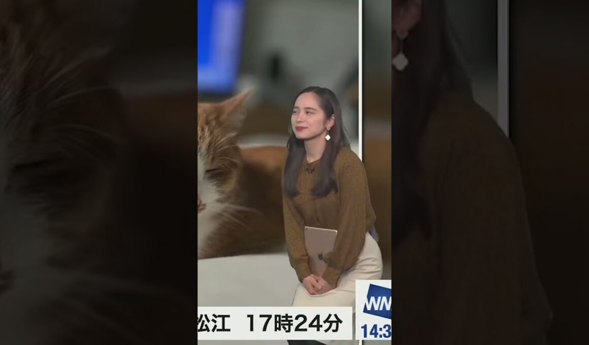 【内田侑希】ニャンニャンの日の奇跡 #shorts 〈WeatherNewsLive〉2023.1.22afternoon