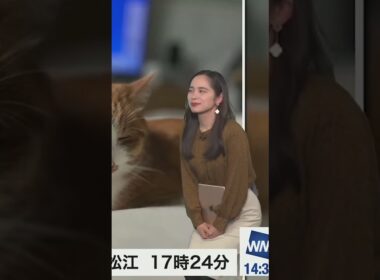 【内田侑希】ニャンニャンの日の奇跡 #shorts 〈WeatherNewsLive〉2023.1.22afternoon