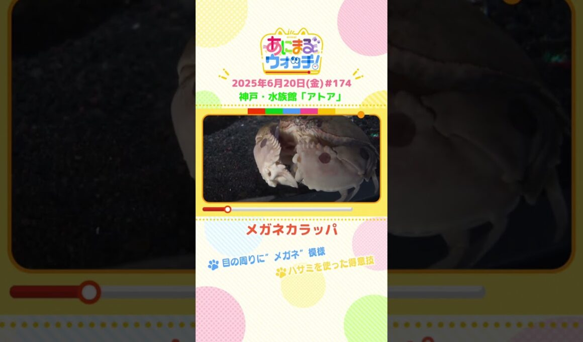目の周りに“メガネ”模様！「メガネカラッパ」 神戸市「アトア」　#shorts #読売テレビニュース #すまたん #あにまるウォッチ #動物