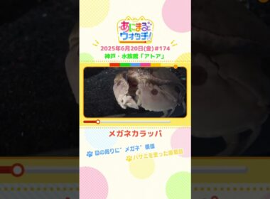 目の周りに“メガネ”模様！「メガネカラッパ」 神戸市「アトア」　#shorts #読売テレビニュース #すまたん #あにまるウォッチ #動物