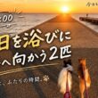 【孤独の56歳】朝焼けの海へ。豆柴くまころーとパピヨンそらの散歩道