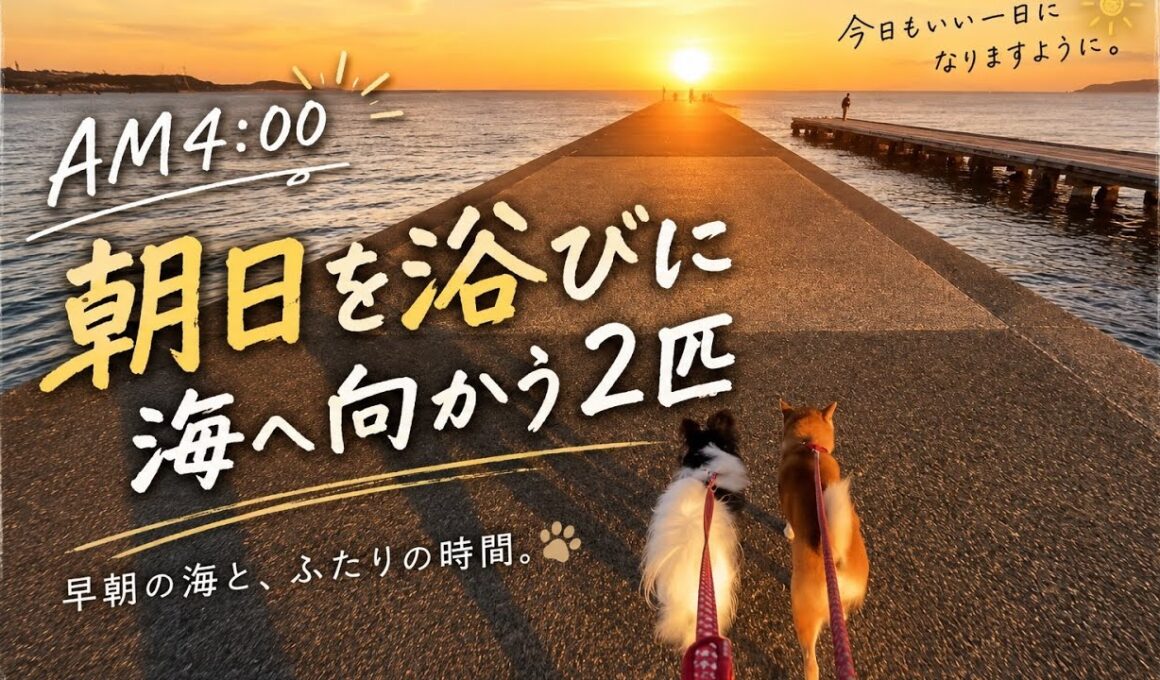 【孤独の56歳】朝焼けの海へ。豆柴くまころーとパピヨンそらの散歩道