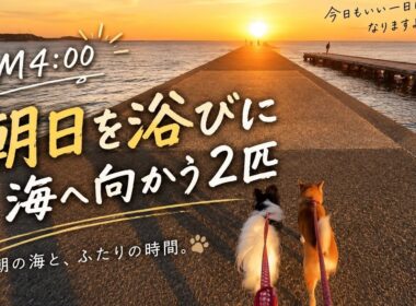 【孤独の56歳】朝焼けの海へ。豆柴くまころーとパピヨンそらの散歩道
