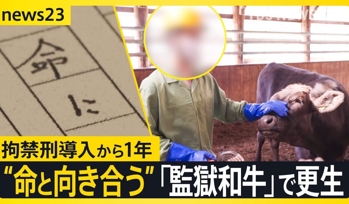 「網走監獄和牛」で更生を目指す北海道・網走刑務所の受刑者たち　拘禁刑導入から1年 牛の命と向き合う姿に密着【news23】｜TBS NEWS DIG