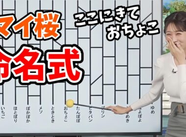 【戸北美月】あいりんに続き「あみだくじ」でマイ桜の名前を決めるみーちゃん【ウェザーニュース切り抜き】