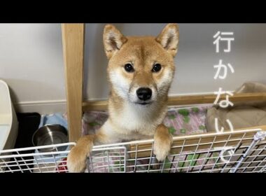 【孤独の56歳】行かないで…月曜〜金曜、毎朝泣き崩れる柴犬のリアル