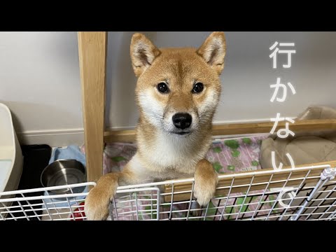 【孤独の56歳】行かないで…月曜〜金曜、毎朝泣き崩れる柴犬のリアル