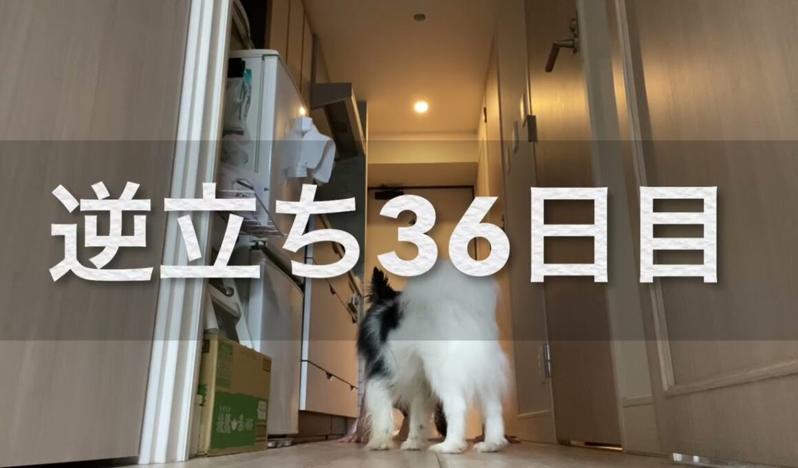 【柴犬飼い主56歳】