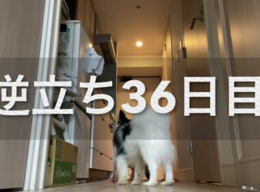【柴犬飼い主56歳】