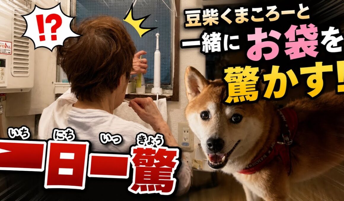 【孤独の56歳】    豆柴くまころーと朝のサプライズ作戦！