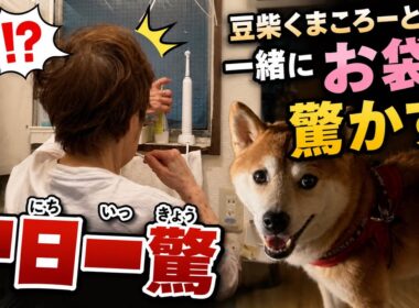 【孤独の56歳】    豆柴くまころーと朝のサプライズ作戦！