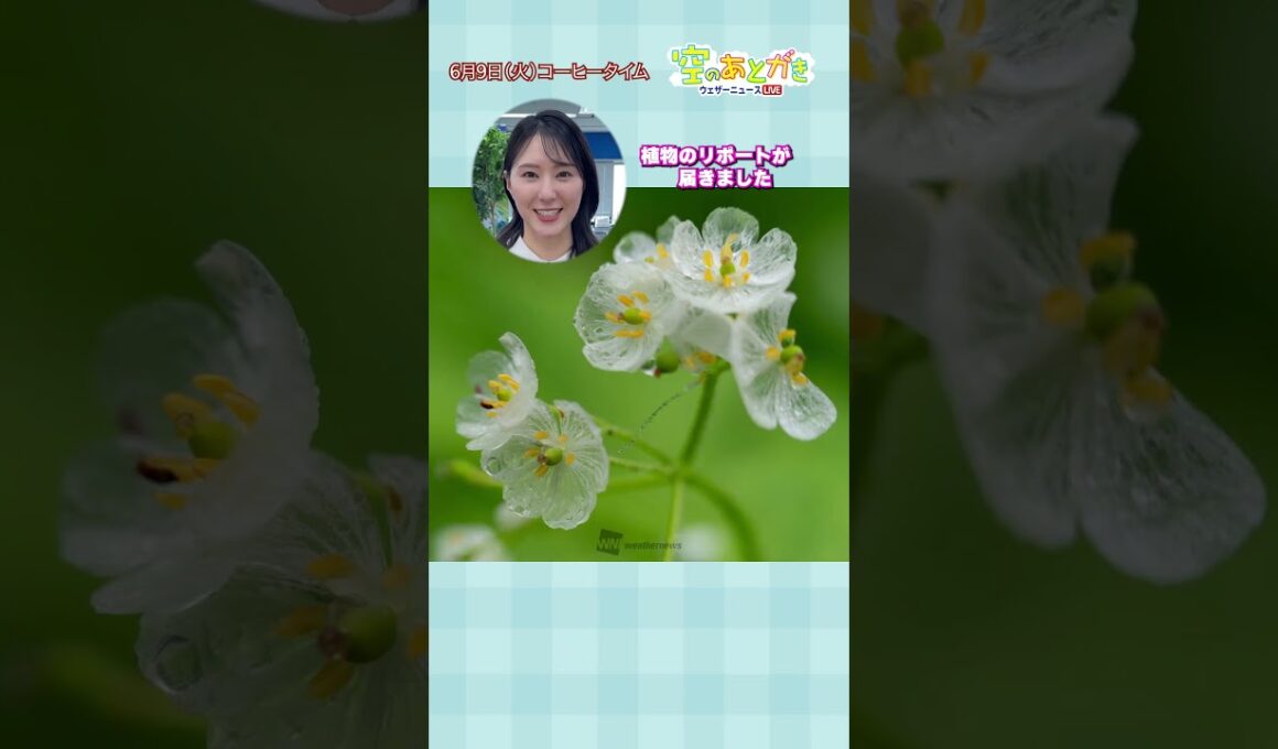 【空のあとがき】白井キャスターの気になるリポートは？ #通勤タイパ #白井ゆかり