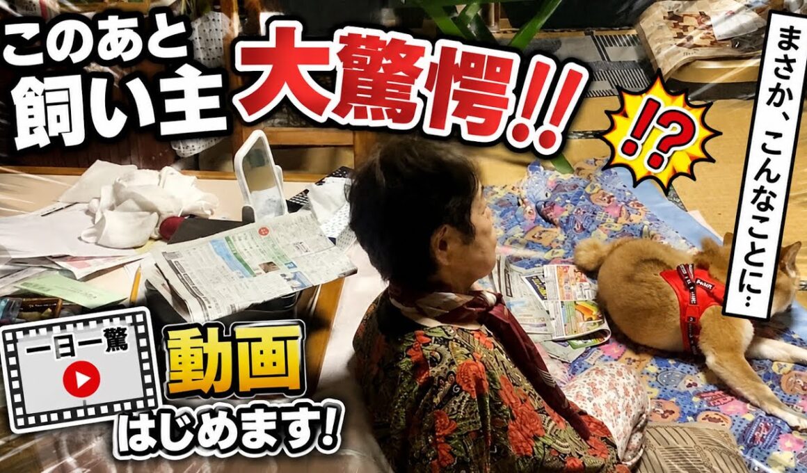【孤独の56歳】柴犬飼い主ちょー驚く😱