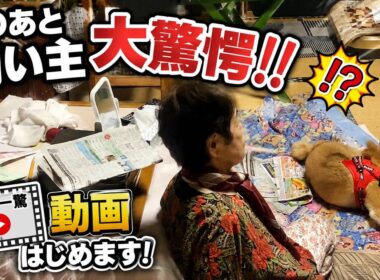 【孤独の56歳】柴犬飼い主ちょー驚く😱
