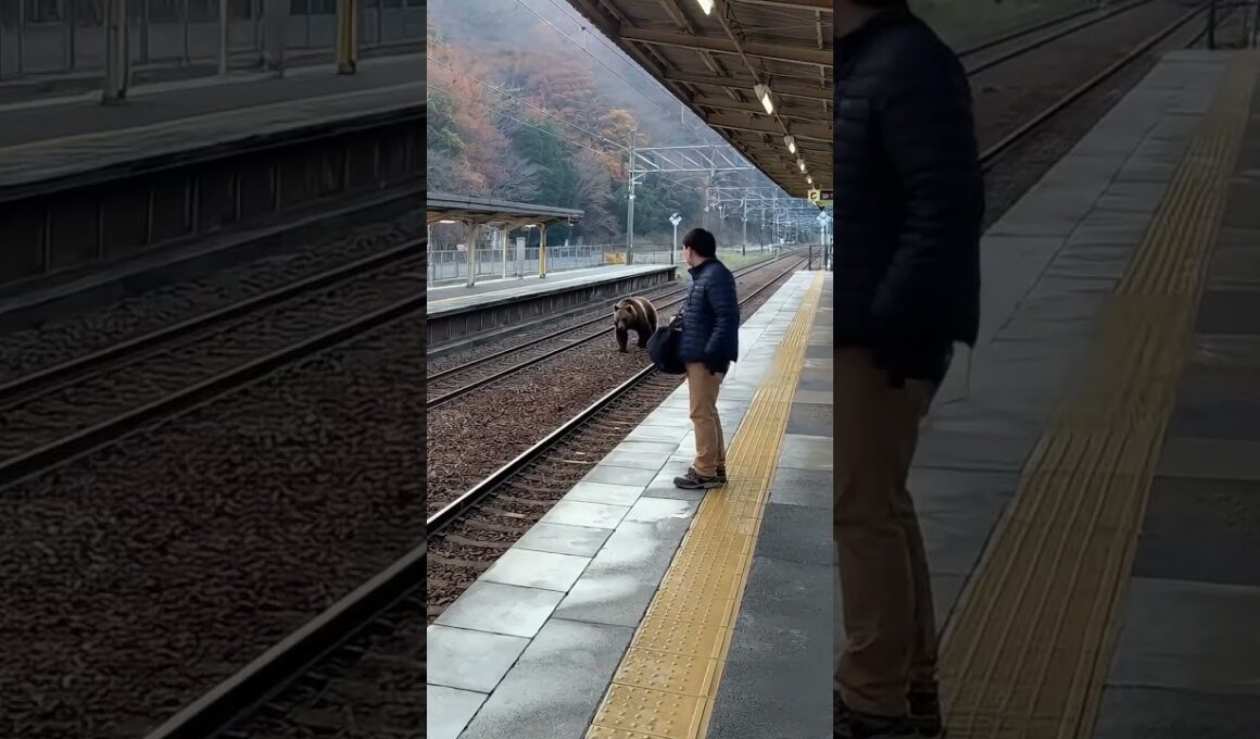 熊が日本で出没！信じられない瞬間／Bear Appears in Japan!  #Shorts #Viral #Japan #Bear #asmr