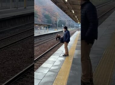 熊が日本で出没！信じられない瞬間／Bear Appears in Japan!  #Shorts #Viral #Japan #Bear #asmr