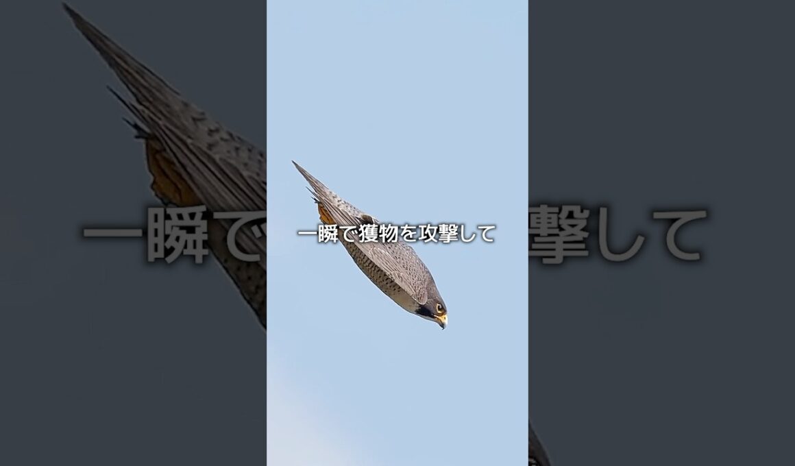隼のスピード
