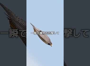 隼のスピード