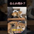 #豆柴飼い主56歳 #なんだよ！#柴犬 　#くまころー　#ポイポイポー君三世　#犬好きと繋がりたい