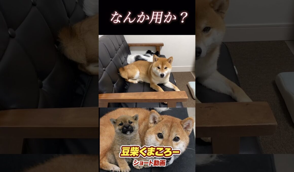 #豆柴飼い主56歳 #なんだよ！#柴犬 　#くまころー　#ポイポイポー君三世　#犬好きと繋がりたい