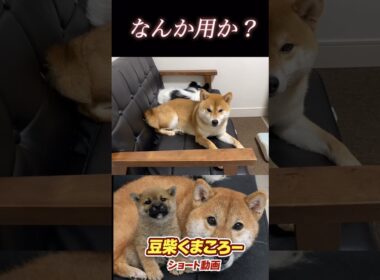#豆柴飼い主56歳 #なんだよ！#柴犬 　#くまころー　#ポイポイポー君三世　#犬好きと繋がりたい