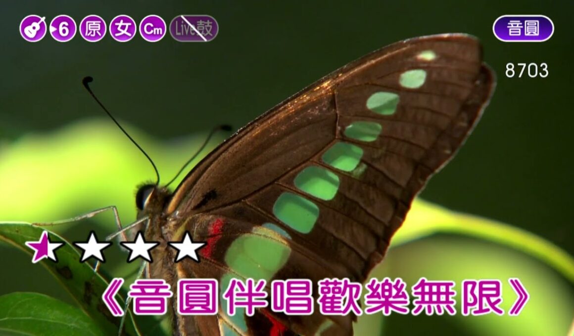 傷心人的名字~甲子慧~女原調~伴奏~導唱甲
