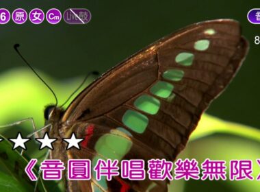 傷心人的名字~甲子慧~女原調~伴奏~導唱甲