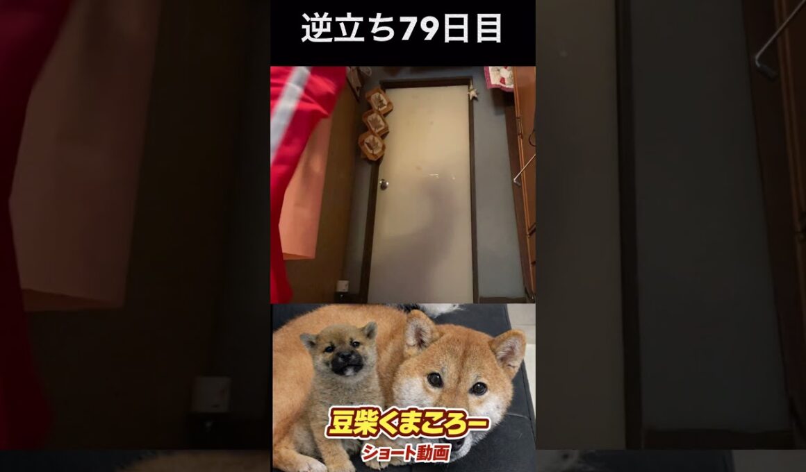 #豆柴飼い主#柴犬＃逆立ち79日目